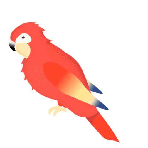 鸚鵡
